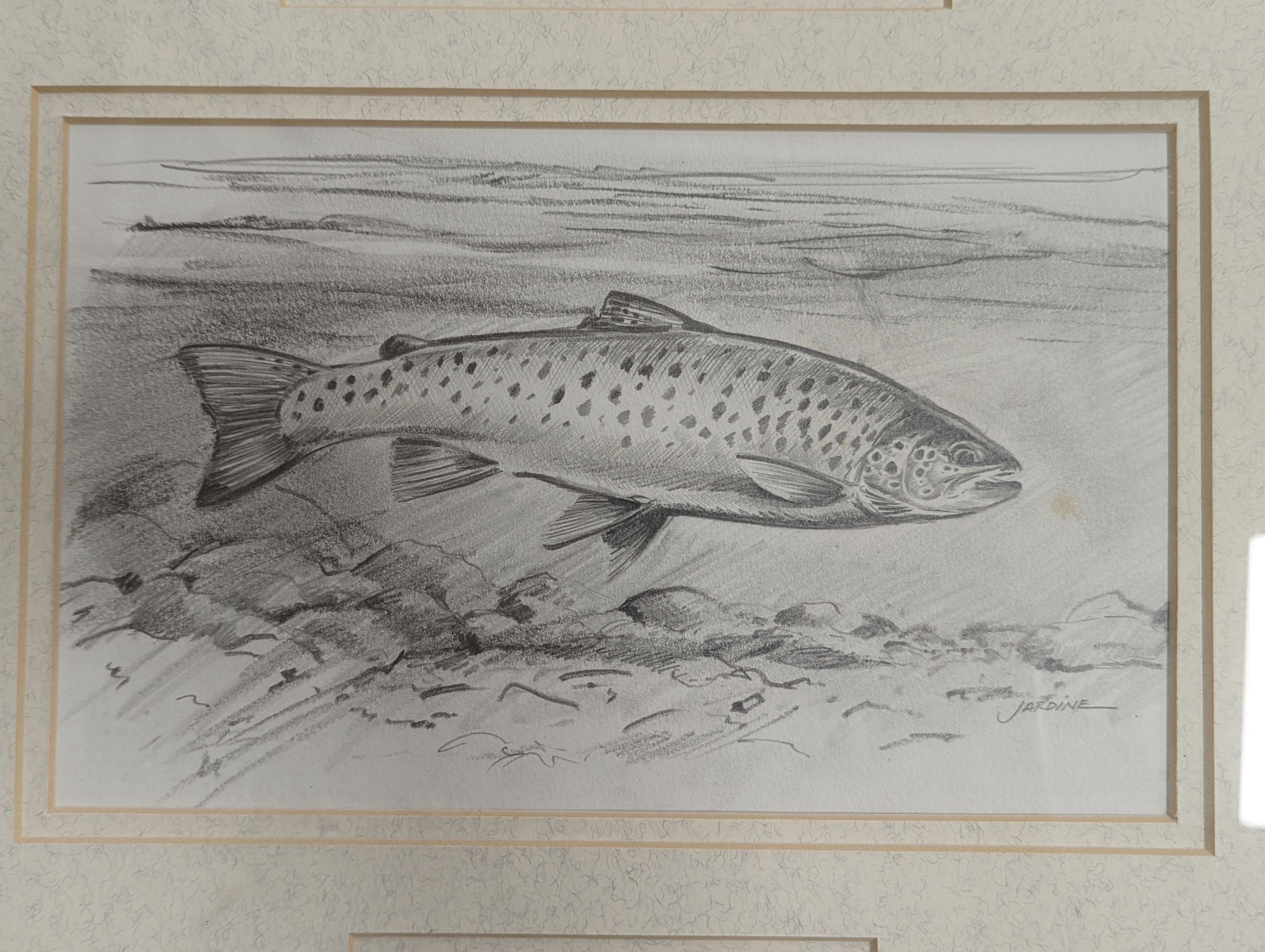 Charles Jardine, pencil and watercolour, Studies of a trout and mayflies, signed, largest 15 x 24cm, framed as one